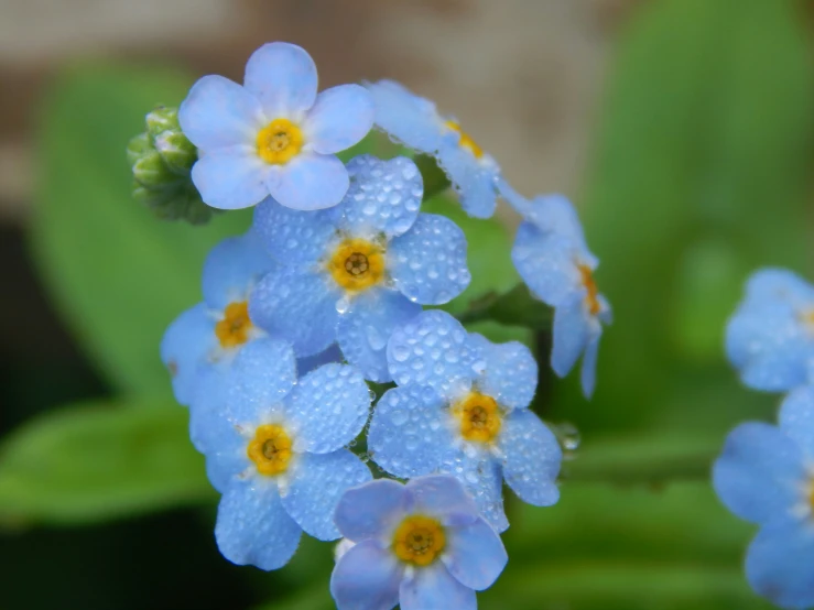 some small blue flowers with yellow centers near some water drops