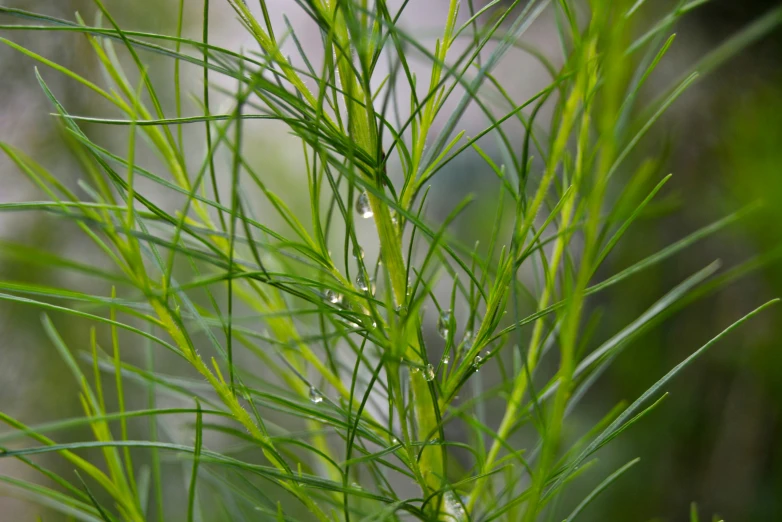 a close - up po of a long blade of grass