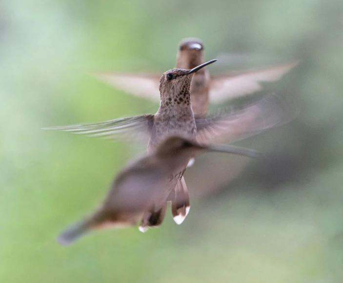 two birds are flying close to one another