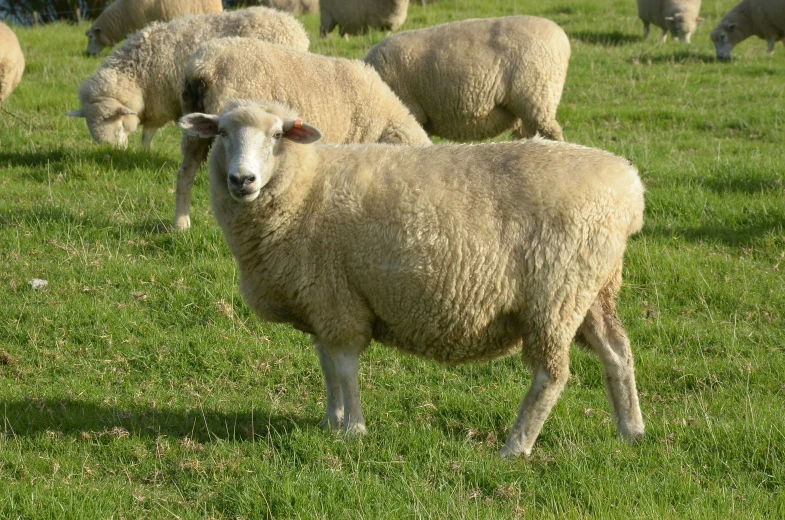 there are many sheep that are grazing in the field