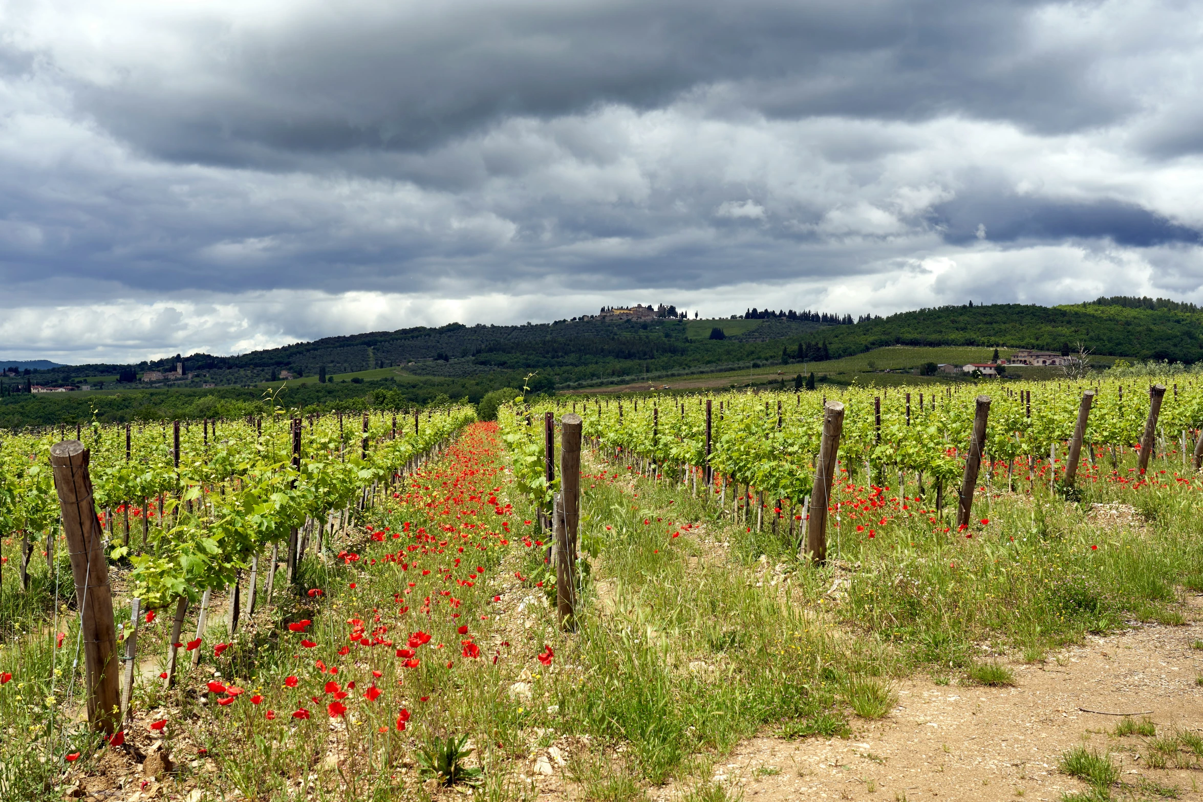 the beautiful wine fields with bright red flowers are dotted by green grass