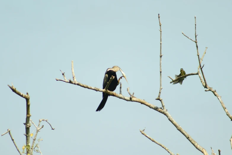 two small birds perched on some thin bare trees