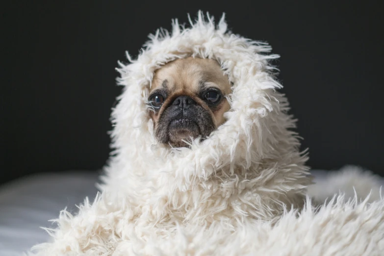 a small dog sitting on a white furry chair