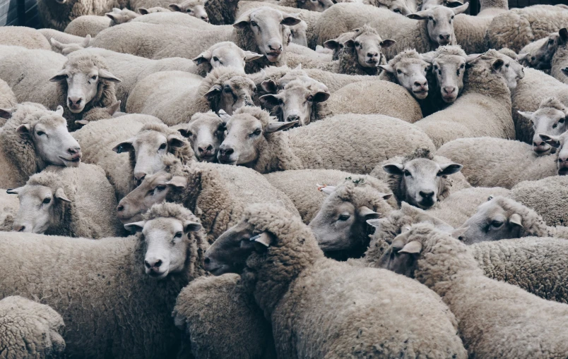 a large herd of sheep standing side by side