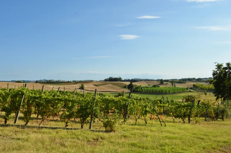 a field that has a bunch of green trees in it