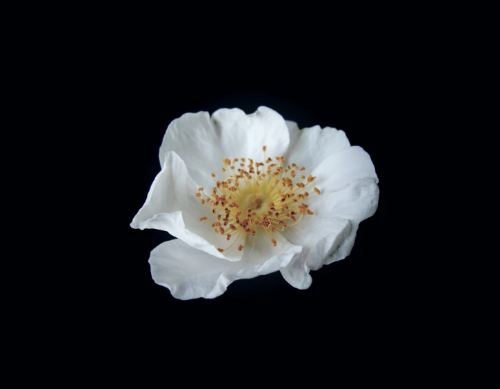 an white rose with yellow centers in the middle of dark background