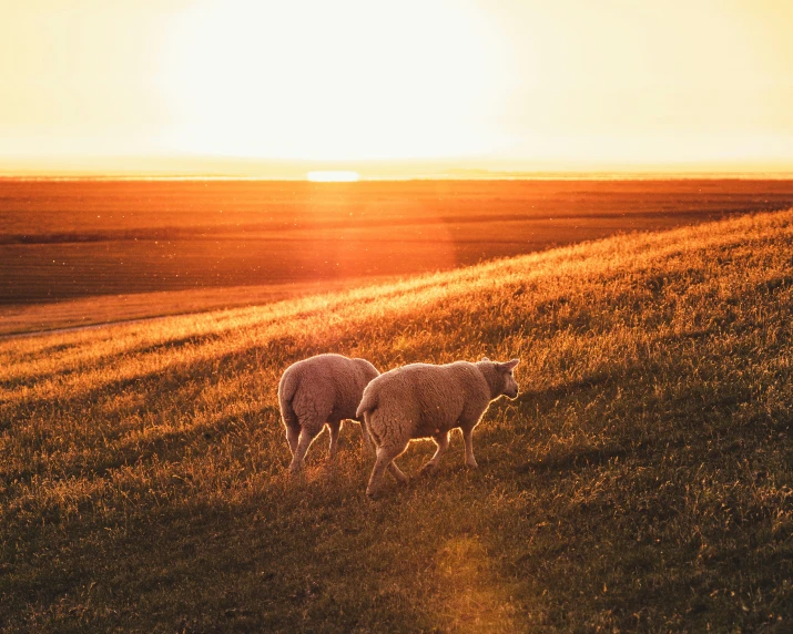 the sun is setting and two sheep are walking in a field