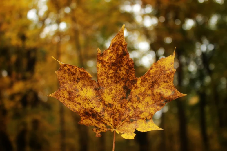 an image of a golden leaf from the tree
