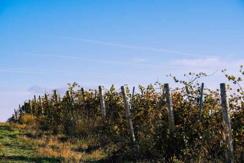 the view from behind a hedge row with trees and fencing