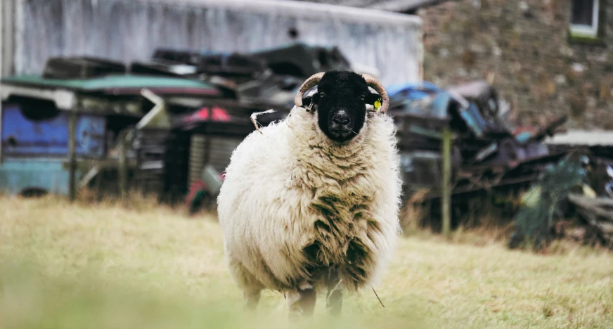 a wooly sheep looking at the camera while standing on grass