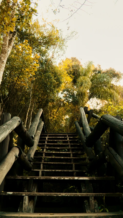 a row of trees that have been knocked down