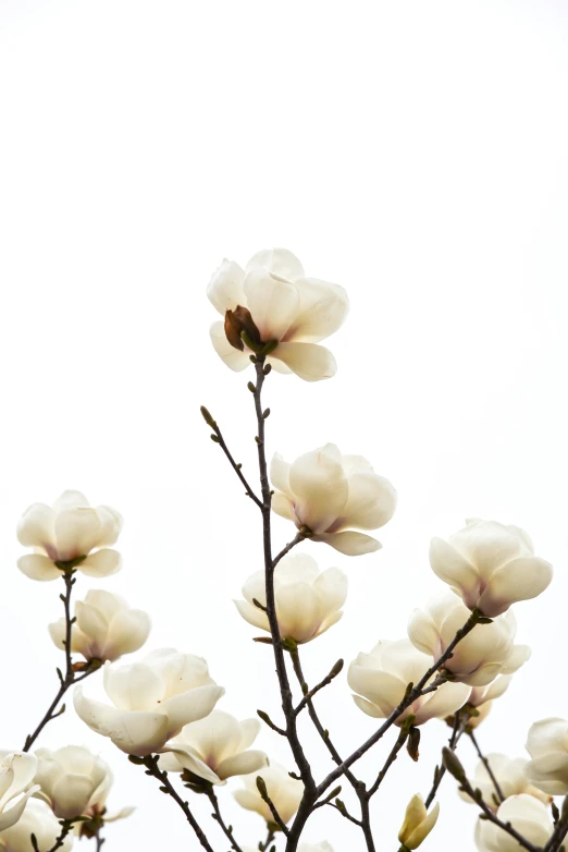 white flowers in front of the sky with a bird on it