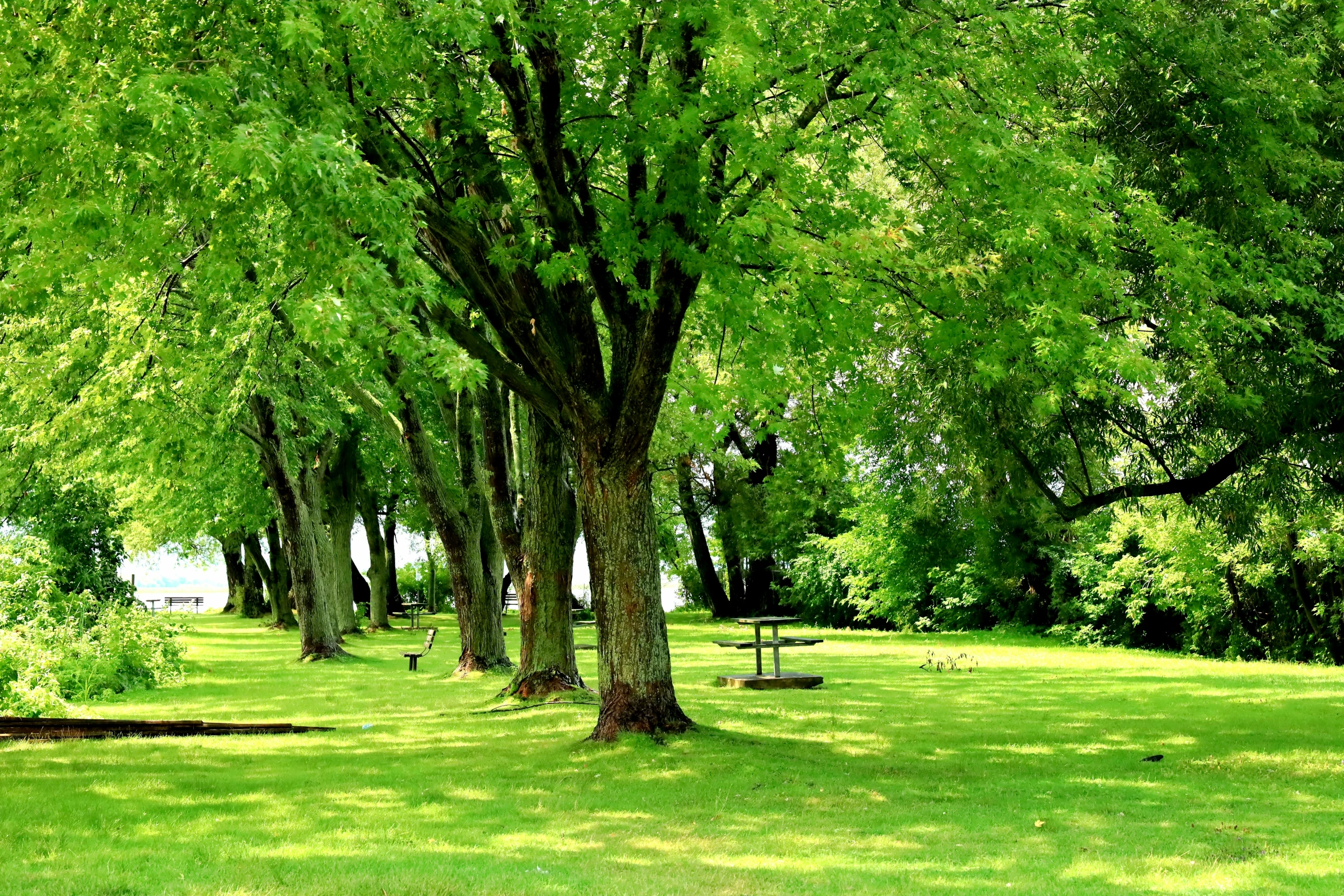 green park with several benches and trees lining the grass