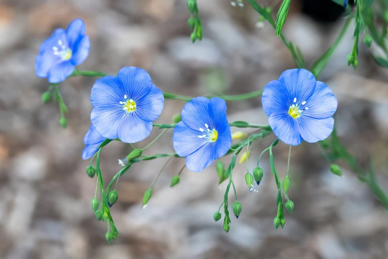 a bunch of blue flowers in the woods