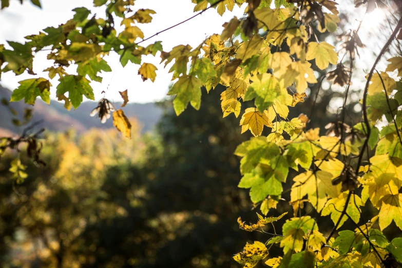 yellow leaves with the sun shining through them