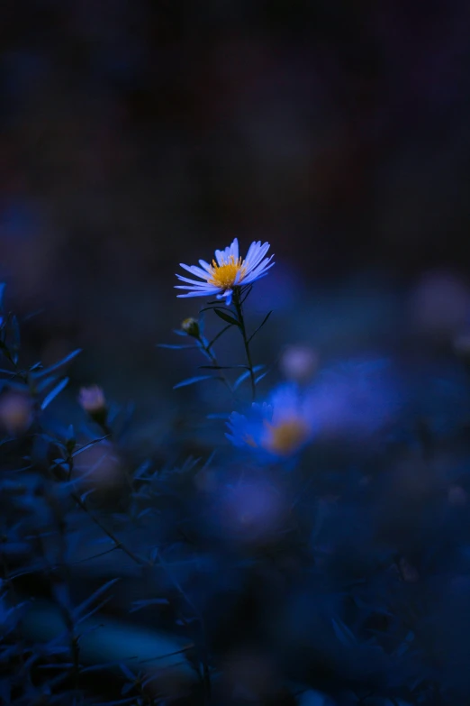 the blue flower is shining brightly at night