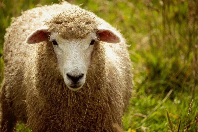 a sheep standing in the grass and looking at the camera