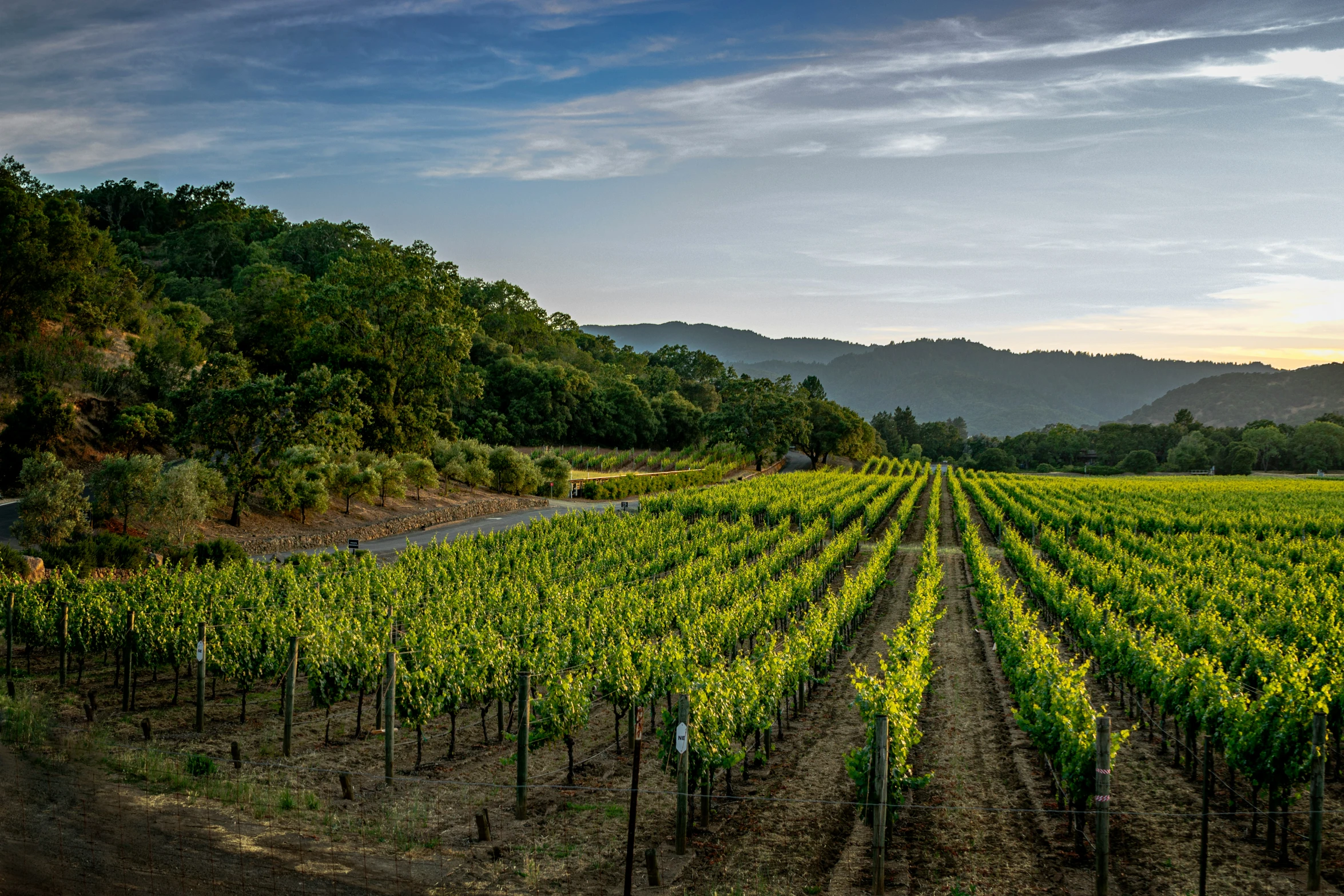 rows of vines near water, mountains and sky