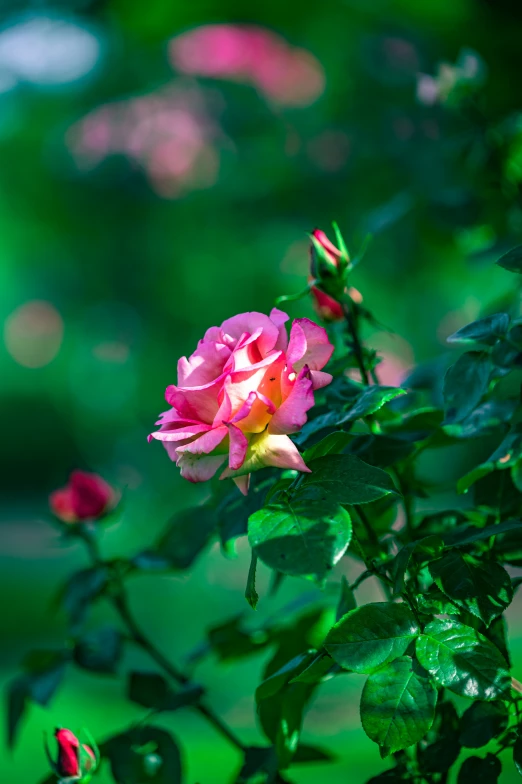 the pink flower with many petals is blooming