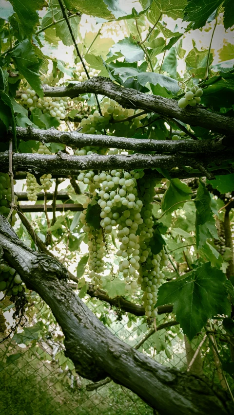 gs growing in the trees in a forest