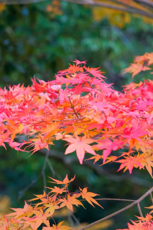 bright red leaves hang from nches near some trees