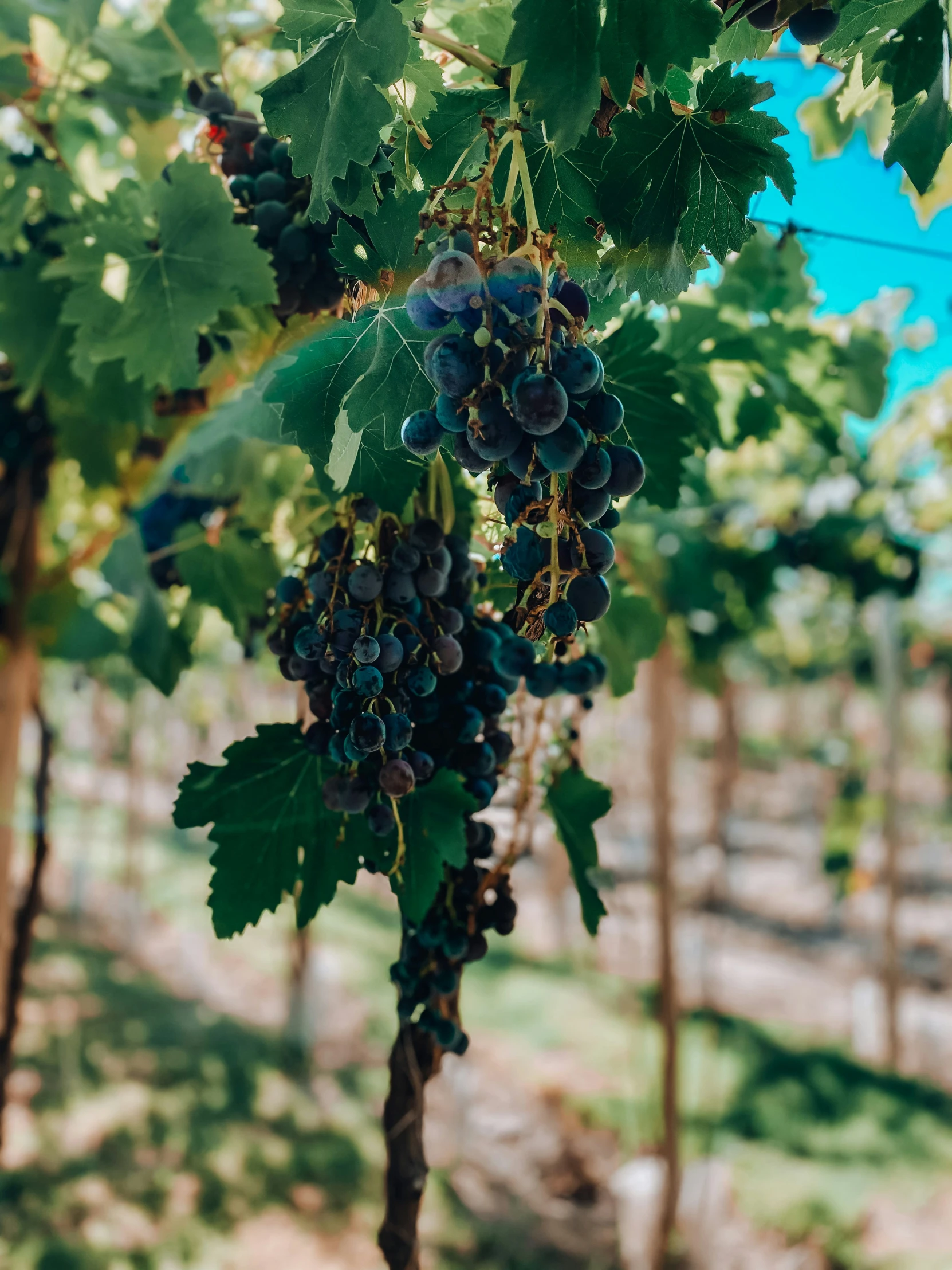 there is a bunch of gs hanging from a vine