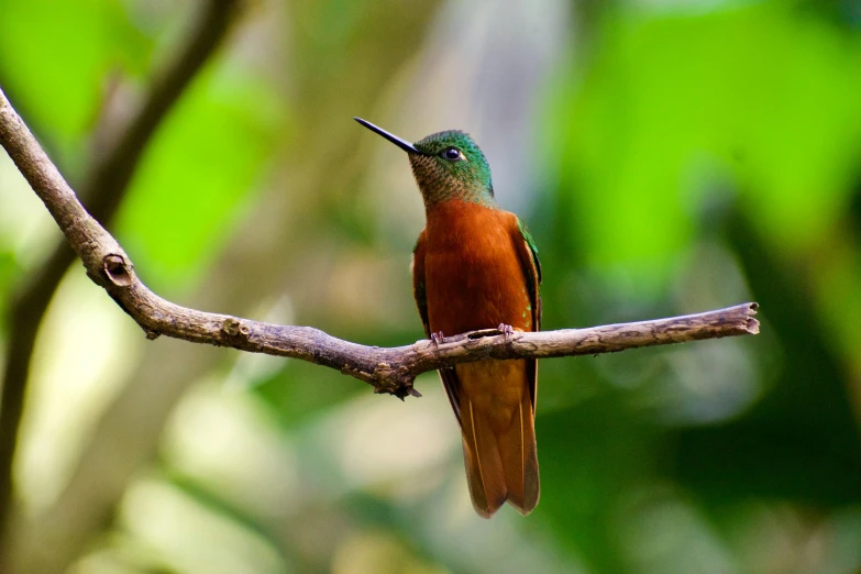 a bird sitting on a nch of a tree