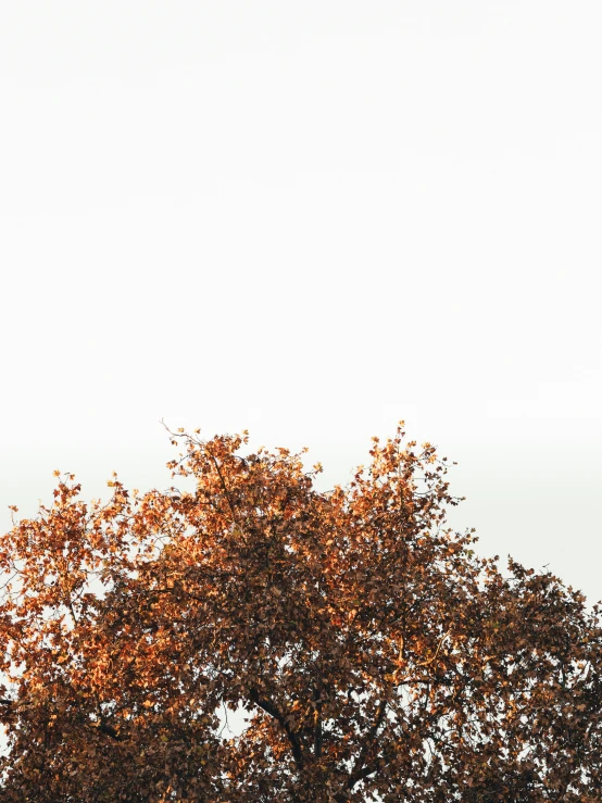 a tall tree with red leaves and a single bird on top of it