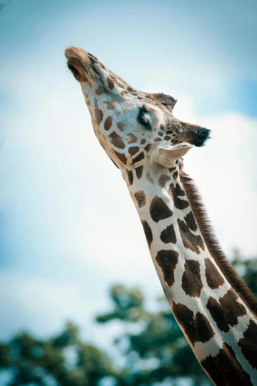 a close up view of a giraffes face