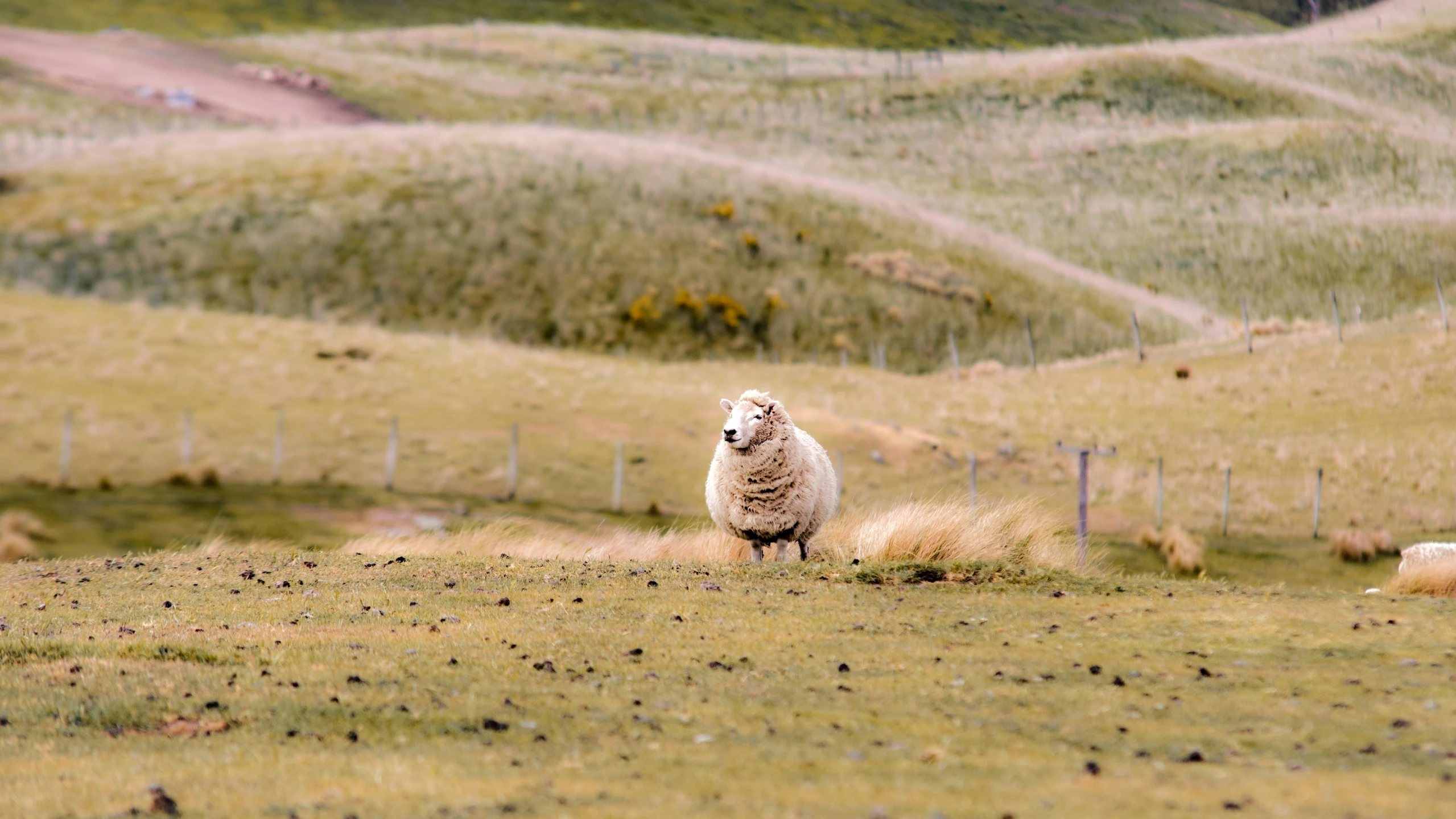 a lamb standing in a grassy field near many hills