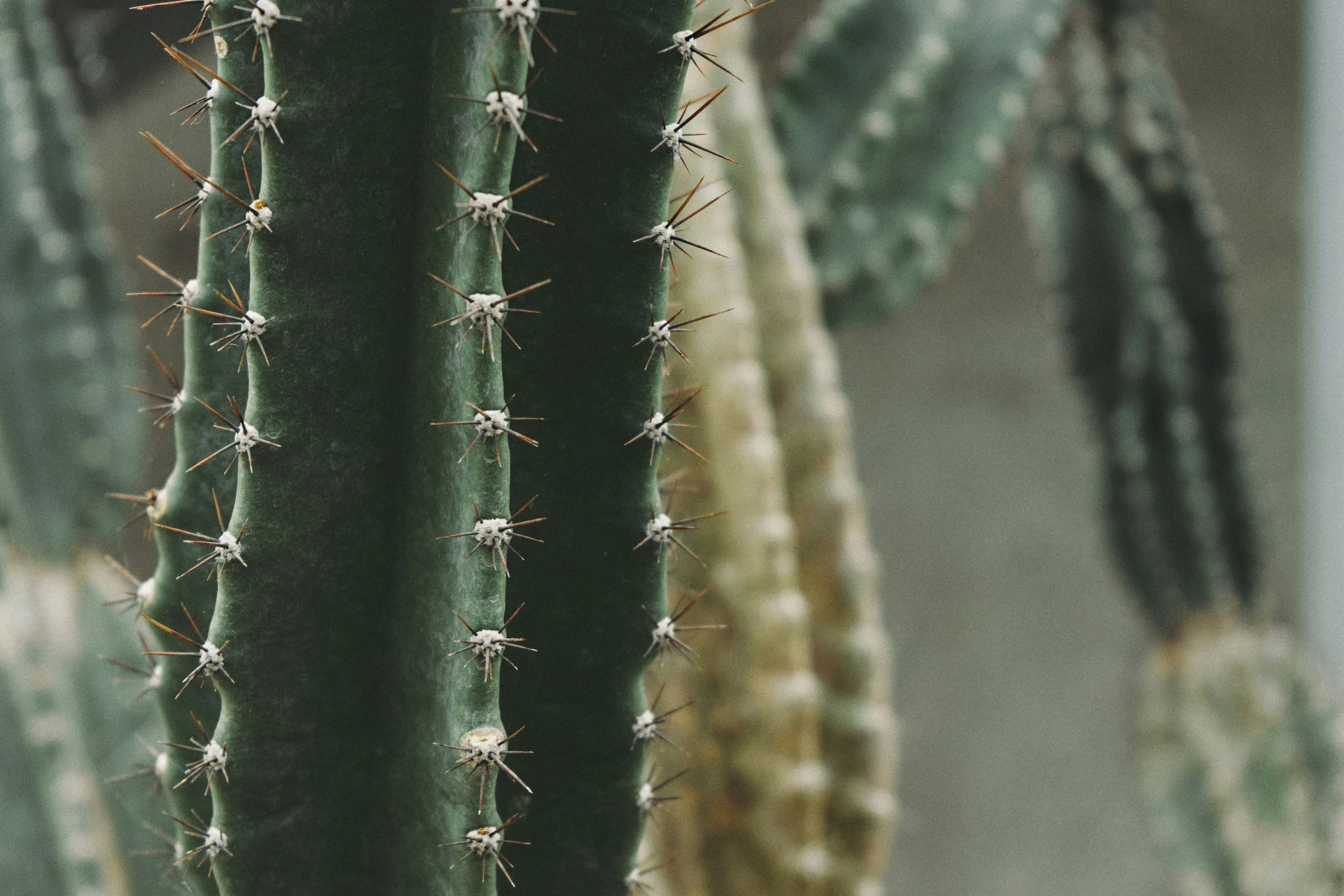 two small cactuses are standing close together