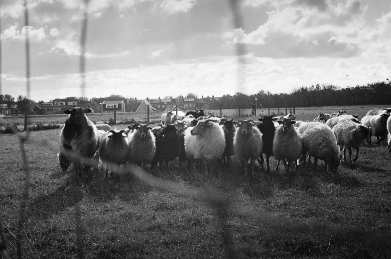 some sheep are in an open field by the trees