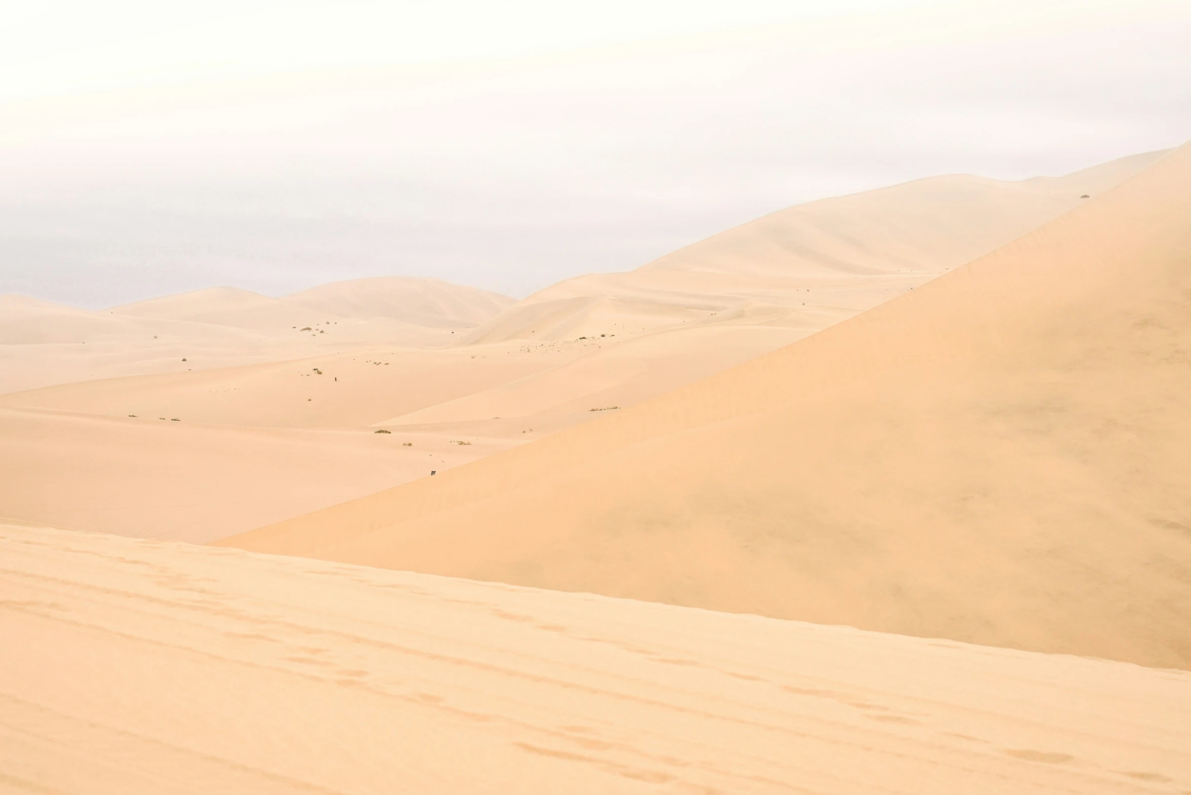 a lone horse grazing in the sand hills