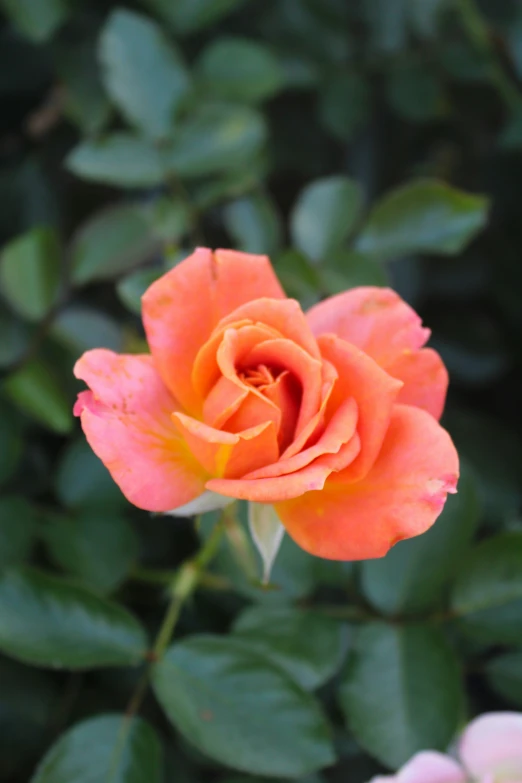 a rose sits among some leaves and green