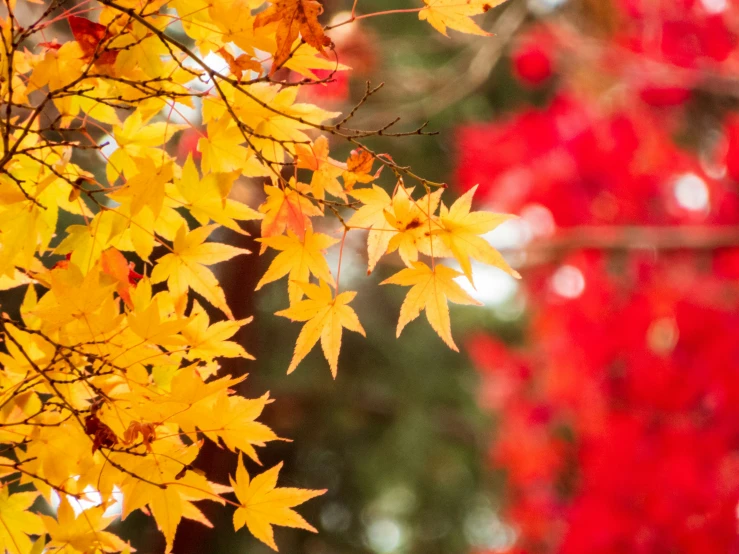an image of autumn leaves on the tree