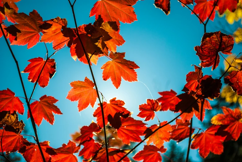 a group of red leaves with a blue sky in the background