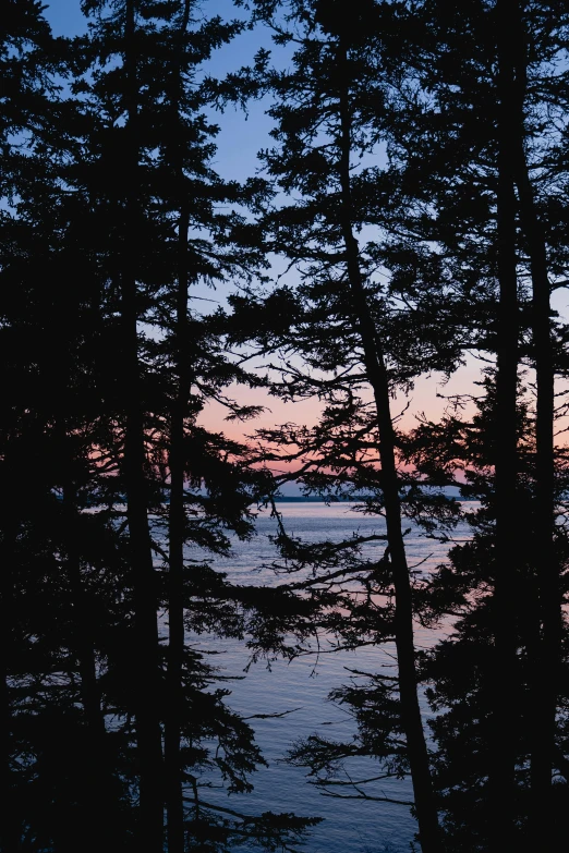 some pine trees some water and one boat