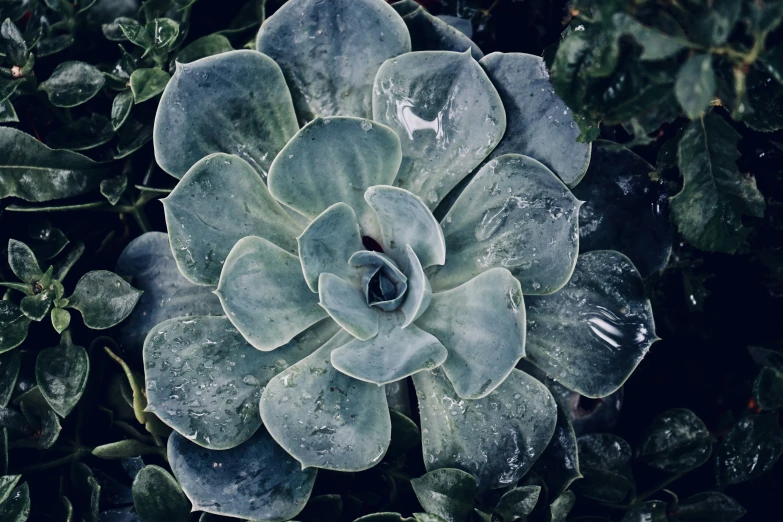 a close up image of a succulent in the middle of foliage