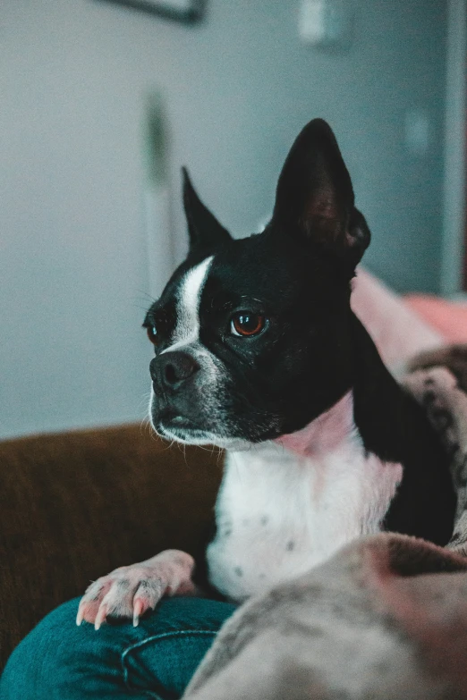 a black and white dog sitting on top of a couch