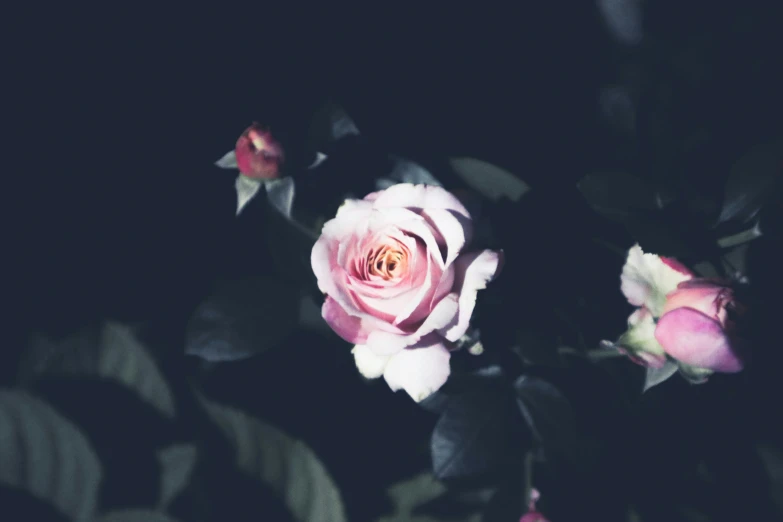 an out of focus picture of a rose