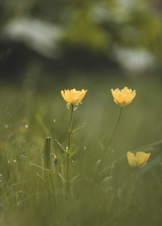 flowers in the middle of a field on a cloudy day