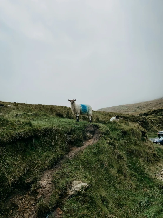 sheep on a hill near grass and other vehicles