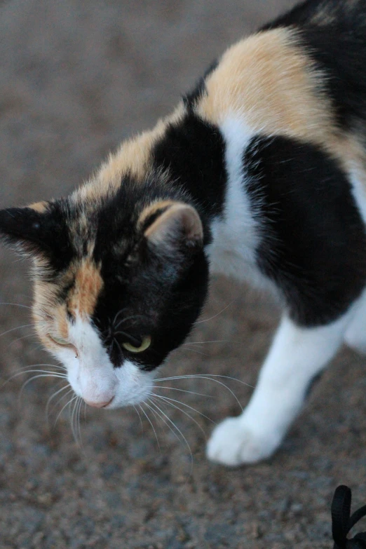 a calico cat walks towards the camera