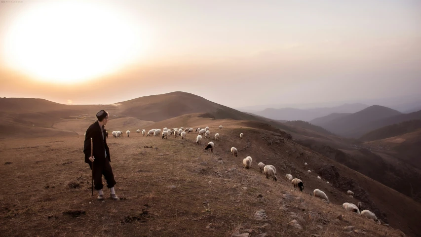 a man is standing at the top of a hill with sheep