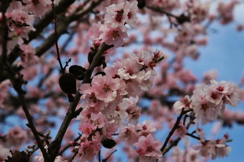 a close up of a cherry blossoming tree with blue skies in the background