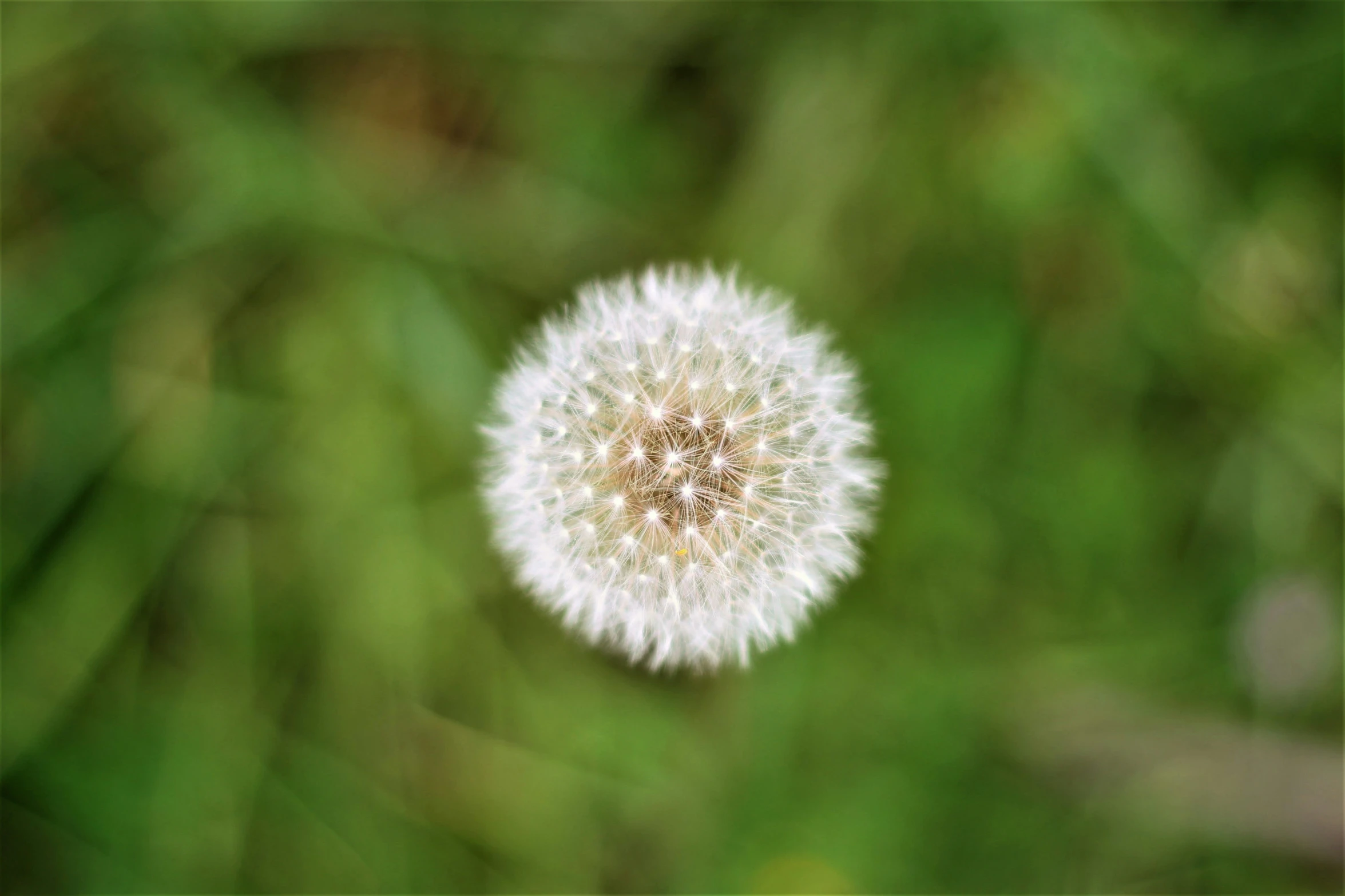 a large dandelion sits in front of some grass