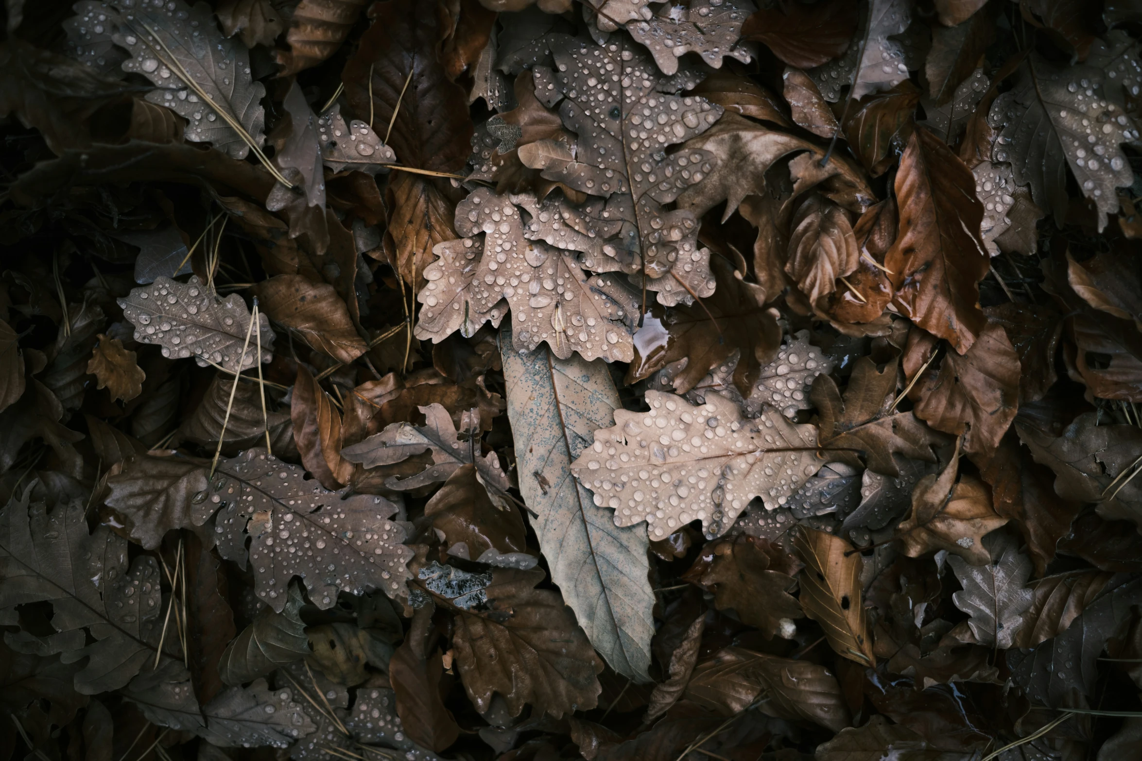 wet and dead leaves on the ground during the day