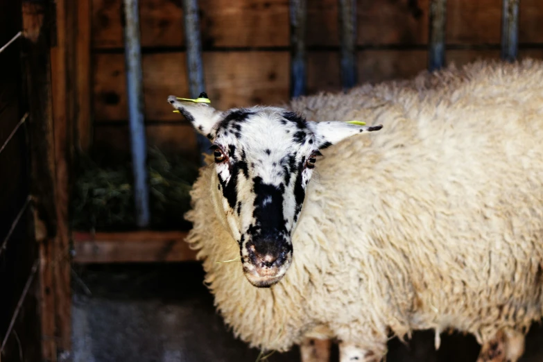 black face sheep with white and grey wool and tagged ears