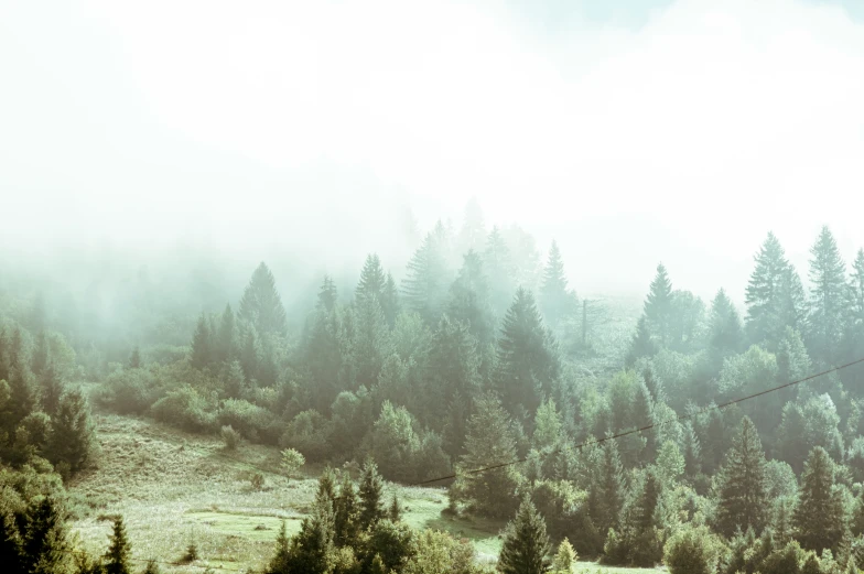 a foggy mountain valley with tall trees