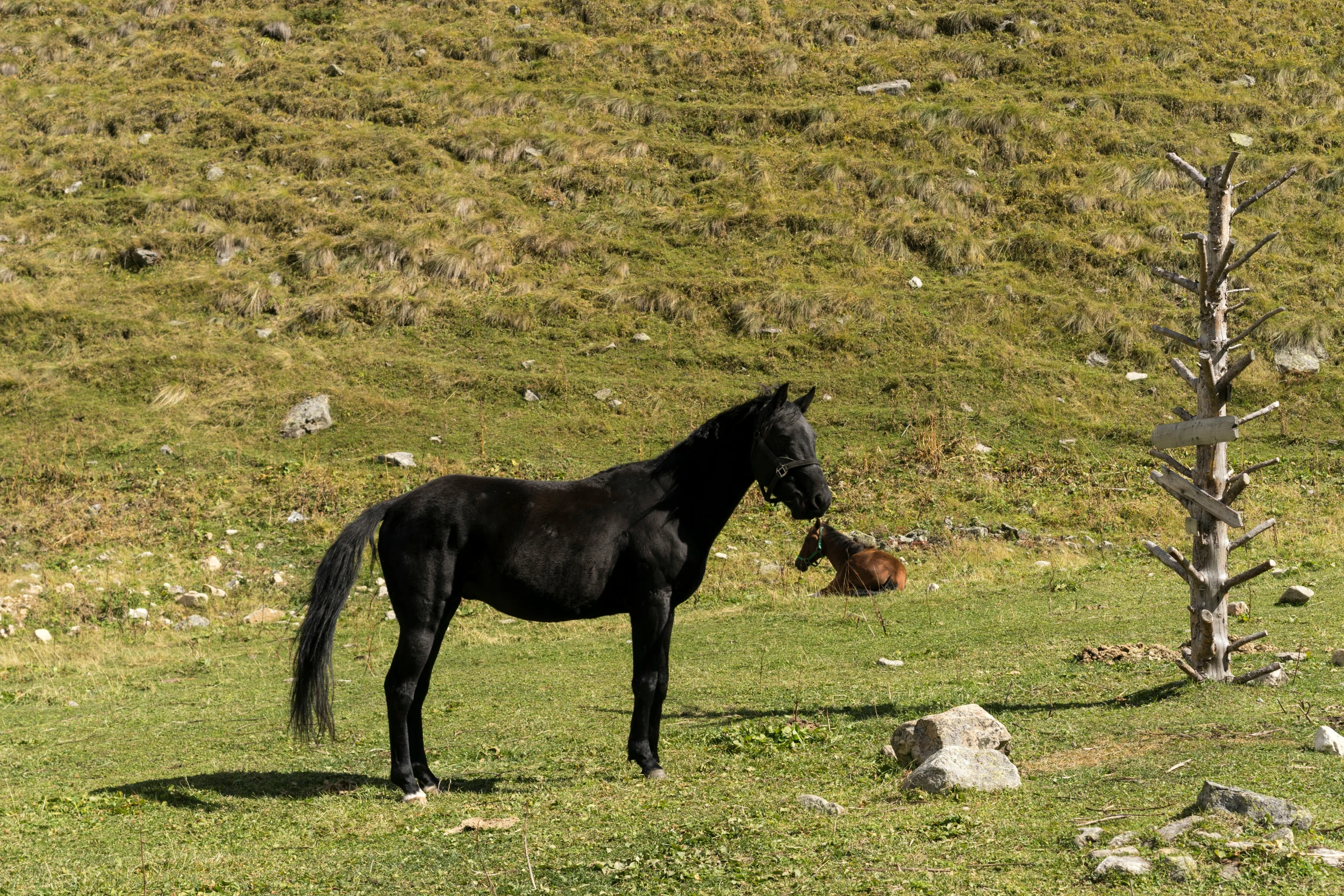 black horse in the field near small tree